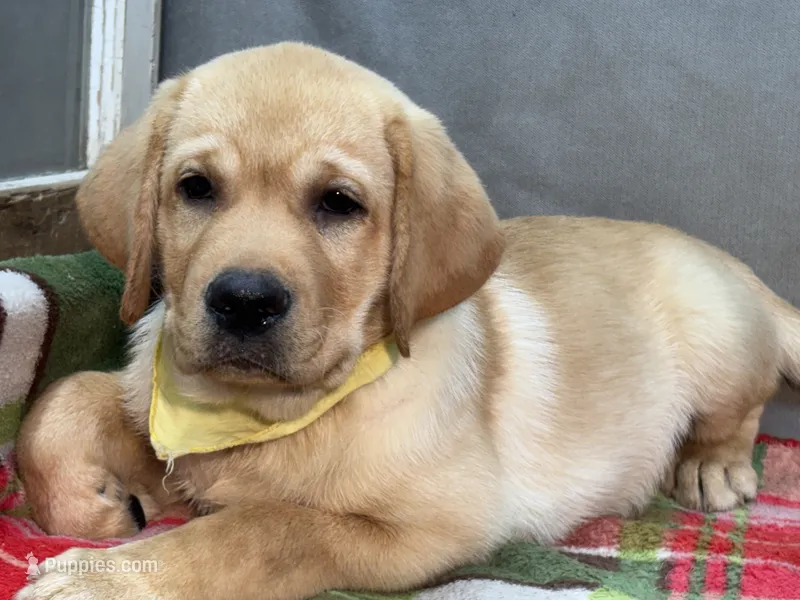 Ishma – Labrador Retriever puppy for sale in Bevier, MO
