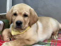 Ishma, a male Labrador Retriever for sale in Bevier, MO – 1 of 7