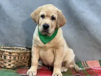 Ice, a male Labrador Retriever for sale in Bevier, MO – 8 of 10