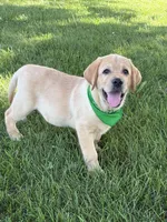 Ice, a male Labrador Retriever for sale in Bevier, MO – 4 of 10