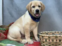 Ike, a male Labrador Retriever for sale in Bevier, MO – 10 of 10