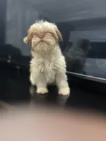 No name, a female Shih Tzu for sale in Cincinnati, OH – Photo 3 of 5