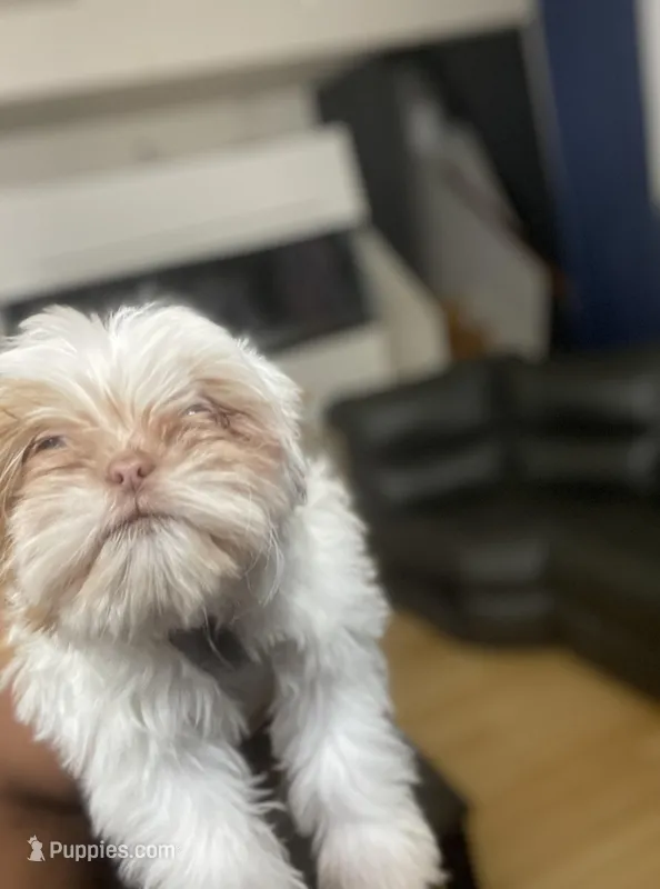 No name – Shih Tzu puppy for sale in Cincinnati, OH