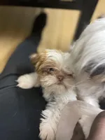 No name, a female Shih Tzu for sale in Cincinnati, OH – Photo 5 of 5