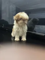 No name, a female Shih Tzu for sale in Cincinnati, OH – Photo 4 of 5