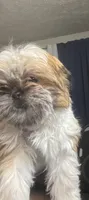 No name, a male Shih Tzu for sale in Cincinnati, OH – Photo 2 of 4