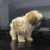 No name, a male Shih Tzu for sale in Cincinnati, OH – Photo 4 of 4