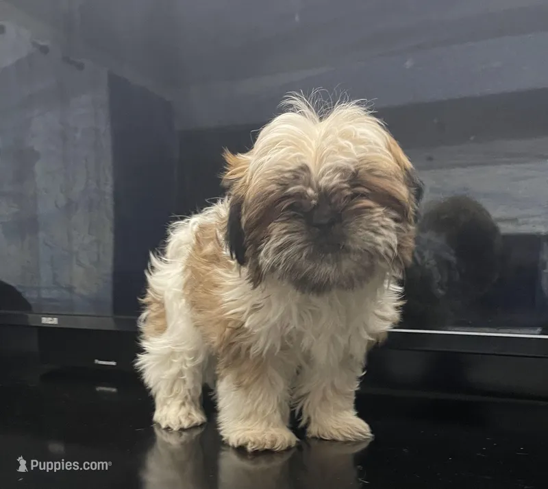 No name – Shih Tzu puppy for sale in Cincinnati, OH
