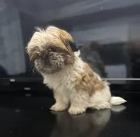 No name, a male Shih Tzu for sale in Cincinnati, OH – Photo 3 of 4