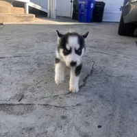 processed/acb15a2b-f2df-4d74-ac79-203b681dfc7a/facility/8051d1fe-57a7-4894-871c-e73793c81ae3