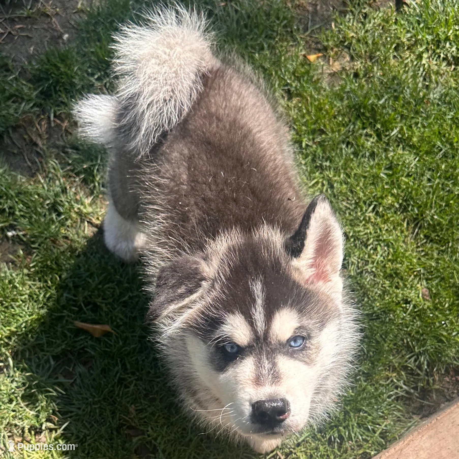 Shaq – Siberian Husky puppy for sale in Grand Terrace, CA