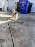 Simba, a male Siberian Husky for sale in Grand Terrace, CA – Photo 3 of 6