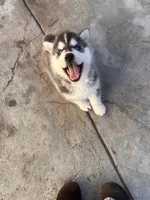 Simba, a male Siberian Husky for sale in Grand Terrace, CA – Photo 5 of 6
