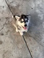 Simba, a male Siberian Husky for sale in Grand Terrace, CA – Photo 4 of 6