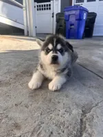 Simba, a male Siberian Husky for sale in Grand Terrace, CA – Photo 2 of 6