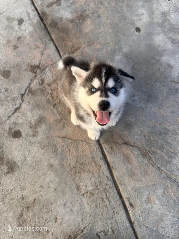 Simba, a male Siberian Husky for sale in Grand Terrace, CA – Photo 1 of 6