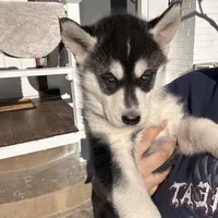 Sadie, a female Siberian Husky for sale in Grand Terrace, CA – Photo 6 of 8