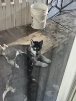 Sadie, a female Siberian Husky for sale in Grand Terrace, CA – Photo 8 of 8