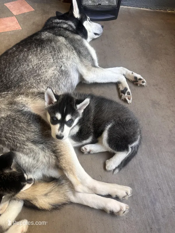 Sadie, a female Siberian Husky for sale in Grand Terrace, CA – Photo 1 of 5