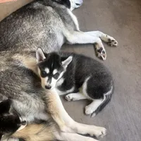 Sadie, a female Siberian Husky for sale in Grand Terrace, CA – Photo 3 of 8