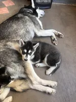 Sadie, a female Siberian Husky for sale in Grand Terrace, CA – Photo 1 of 5