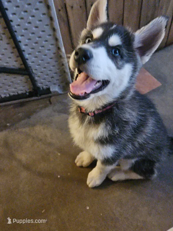 Sadie – Siberian Husky puppy for sale in Grand Terrace, CA