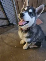 Sadie, a female Siberian Husky for sale in Grand Terrace, CA – Photo 1 of 8