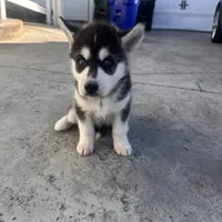 Sadie, a female Siberian Husky for sale in Grand Terrace, CA – Photo 4 of 8