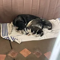 Sadie, a female Siberian Husky for sale in Grand Terrace, CA – Photo 5 of 8