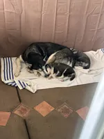 Sadie, a female Siberian Husky for sale in Grand Terrace, CA – Photo 3 of 5