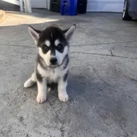 Sadie, a female Siberian Husky for sale in Grand Terrace, CA – Photo 7 of 8
