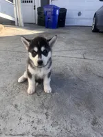 Sadie, a female Siberian Husky for sale in Grand Terrace, CA – Photo 5 of 5