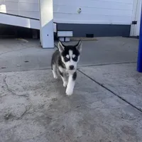 Shadow, a male Siberian Husky for sale in Grand Terrace, CA – Photo 1 of 5
