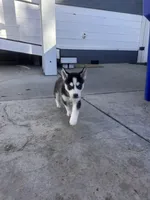 Shadow, a male Siberian Husky for sale in Grand Terrace, CA – Photo 1 of 5
