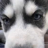 Shadow, a male Siberian Husky for sale in Grand Terrace, CA – Photo 2 of 5