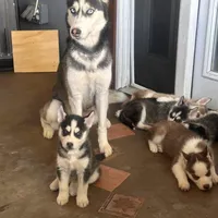 Shadow, a male Siberian Husky for sale in Grand Terrace, CA – Photo 4 of 5