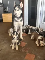 Shadow, a male Siberian Husky for sale in Grand Terrace, CA – Photo 4 of 5