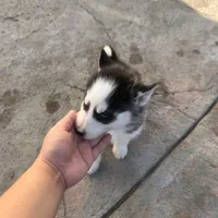 Shadow, a male Siberian Husky for sale in Grand Terrace, CA – Photo 5 of 5