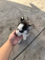 Shadow, a male Siberian Husky for sale in Grand Terrace, CA – Photo 5 of 5