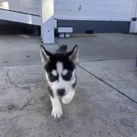 Shadow, a male Siberian Husky for sale in Grand Terrace, CA – Photo 3 of 5