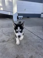 Shadow, a male Siberian Husky for sale in Grand Terrace, CA – Photo 3 of 5