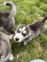 Ashley, a female Siberian Husky for sale in Grand Terrace, CA – Photo 9 of 10