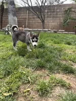 Ashley, a female Siberian Husky for sale in Grand Terrace, CA – Photo 4 of 10