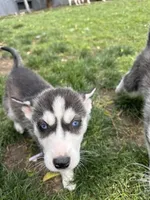 Ashley, a female Siberian Husky for sale in Grand Terrace, CA – Photo 8 of 10