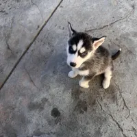 Ashley, a female Siberian Husky for sale in Grand Terrace, CA – Photo 6 of 10