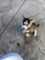 Stevie, a female Siberian Husky for sale in Grand Terrace, CA – Photo 2 of 5