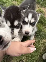 Ashley, a female Siberian Husky for sale in Grand Terrace, CA – Photo 10 of 10
