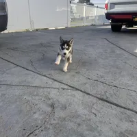 Ashley, a female Siberian Husky for sale in Grand Terrace, CA – Photo 5 of 10