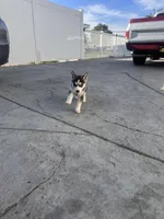 Stevie, a female Siberian Husky for sale in Grand Terrace, CA – Photo 3 of 5