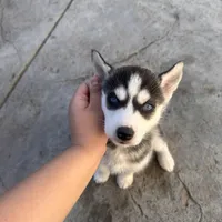 Ashley, a female Siberian Husky for sale in Grand Terrace, CA – Photo 2 of 10